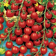 Томат Сладкая встреча
