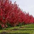 Клен красный Brandywine