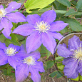 Клематис крупноцветковый Беата