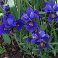 Ирис сибирский Раффлд Велвет Ирис сибирский Раффлд Велвет