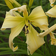 Лилейник гибридный Heavenly Curls Лилейник гибридный Heavenly Curls