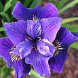 Ирис сибирский Дабл Стандарт Ирис сибирский Дабл Стандарт