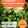 Роджерсия конскокаштанолистная
