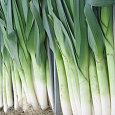 Лук порей Коламбус