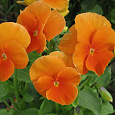 Фиалка рогатая Флорал Пауэр Оранж