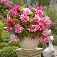 Бегония Клубневая Cascade Florence