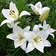 Лилия азиатская Йети Лилия азиатская Йети