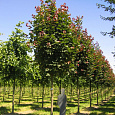 Клен остролистный Дебора