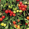Томат Рябиновые бусы
