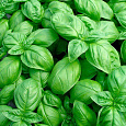 Базилик овощной Тонус Базилик овощной Тонус