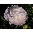 Пион травянистый Мунстоун