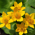Калужница болотная Bright Yellow