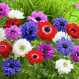 Анемона (Ветреница) St. Brigid mix