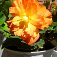 Бегония Клубневая Cascade Sunray
