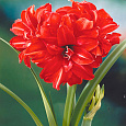 Амариллис махровый Ред Пикок