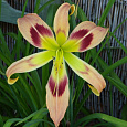 Лилейник гибридный Wild and Wonderful Лилейник гибридный Wild and Wonderful