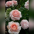 Роза чайно-гибридная Афродита (Rose Aphrodite)