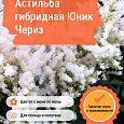 Астильба гибридная Юник Чериз