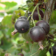 Крыжовник Jostaberry Крыжовник Jostaberry
