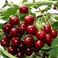 Вишня  Шалунья Вишня  Шалунья