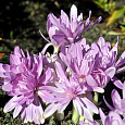 Колхикум  Waterlily