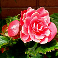 Бегония Клубневая Camelia