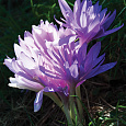 Колхикум  Waterlily