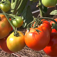 Томат Дар Заволжья