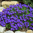 Аубриета (Обриета) дельтовидная Cascade Blue